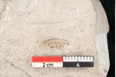 Foto (Detailansicht) von Plantae indet.  (NHMW-GEO-2024-0188-11193)